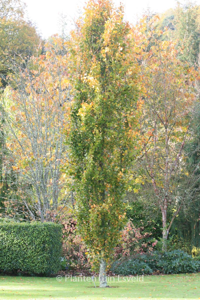 Fagus sylvatica ‘Dawyck’