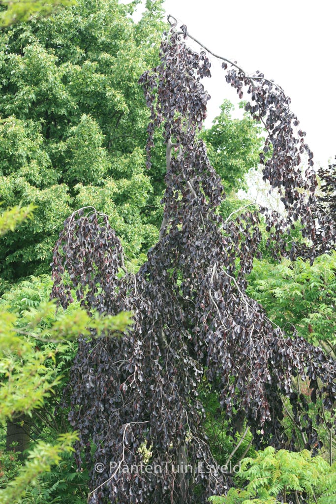 Fagus sylvatica ‘Purple Fountain’