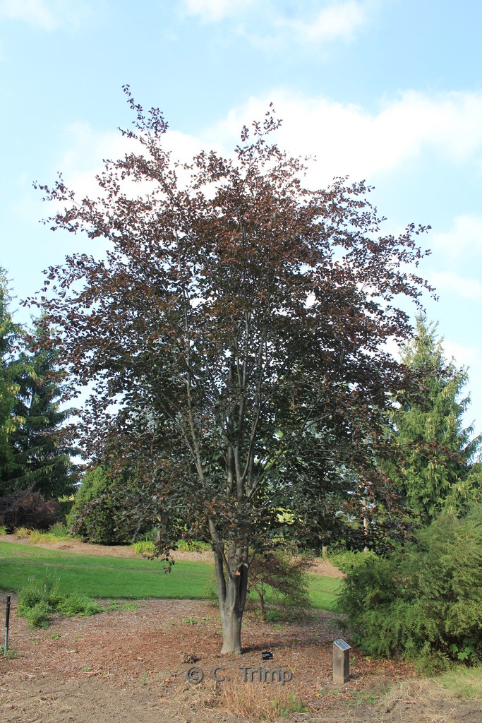 Fagus sylvatica ‘Riversii’