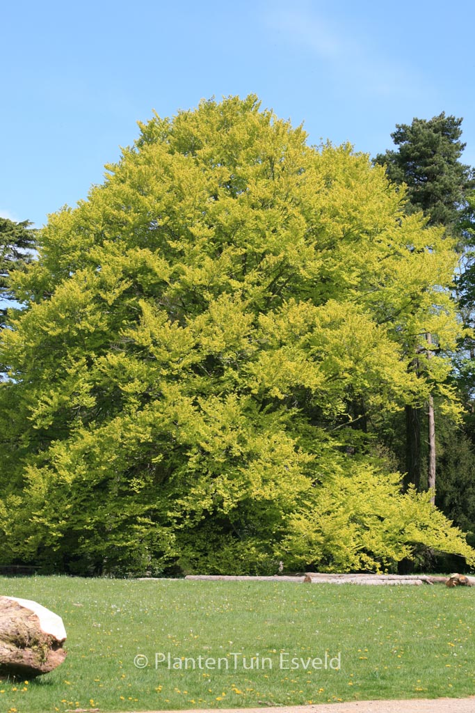 Fagus sylvatica ‘Zlatia’