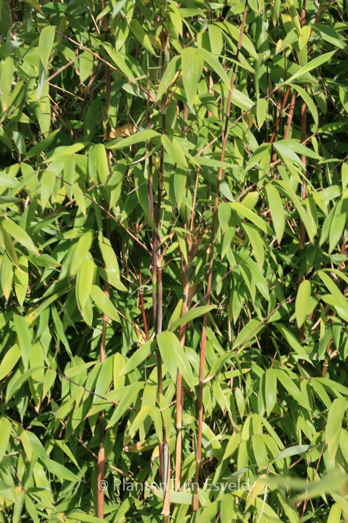 Fargesia ‘Viking’