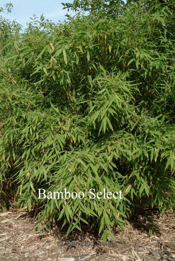 Fargesia murielae ‘Simba’