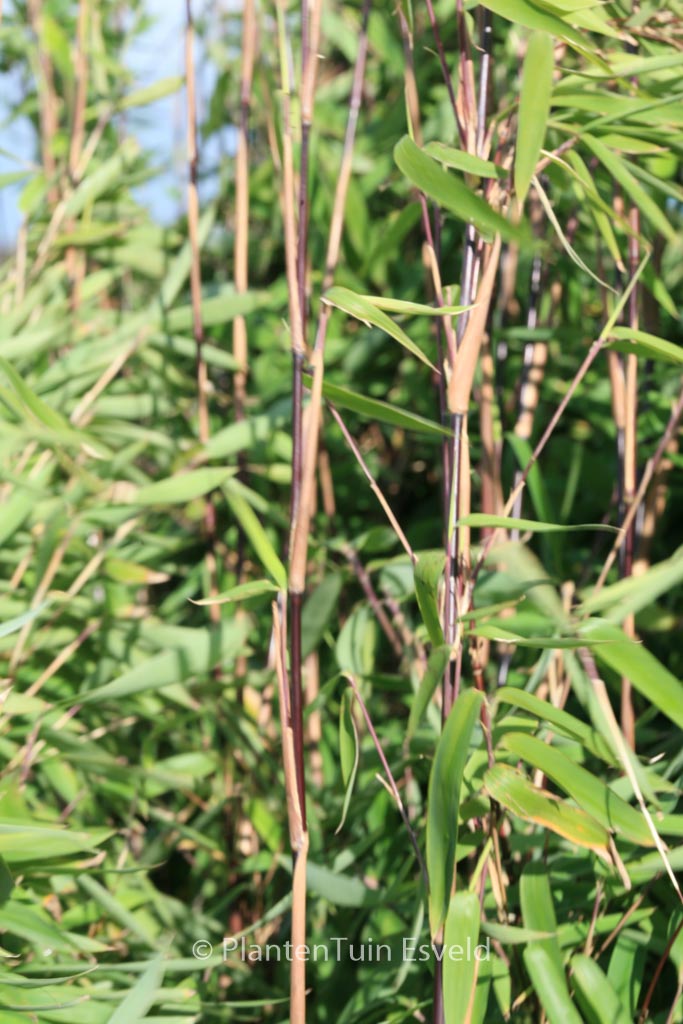 Fargesia nitida ‘Black Pearl’