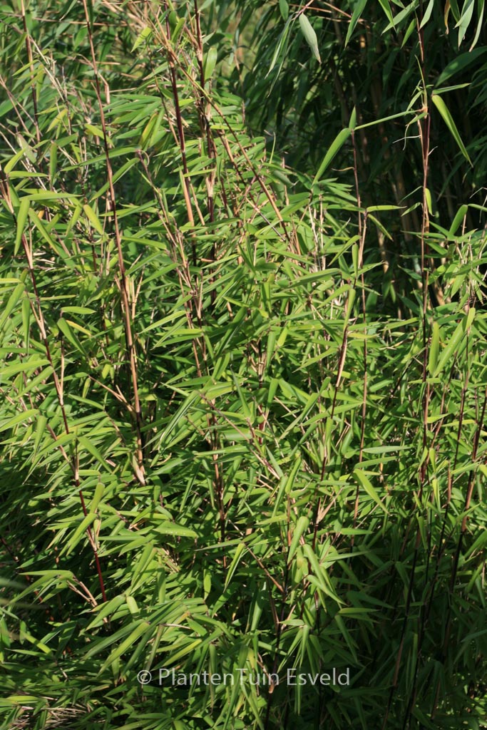 Fargesia nitida ‘Shadow Light’