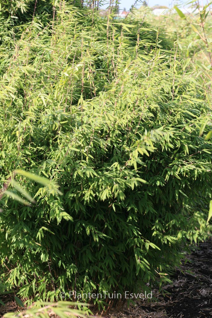 Fargesia nitida ‘Volcano’