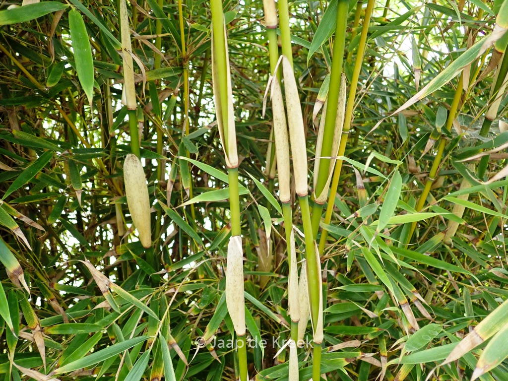 Fargesia robusta ‘Campbell’