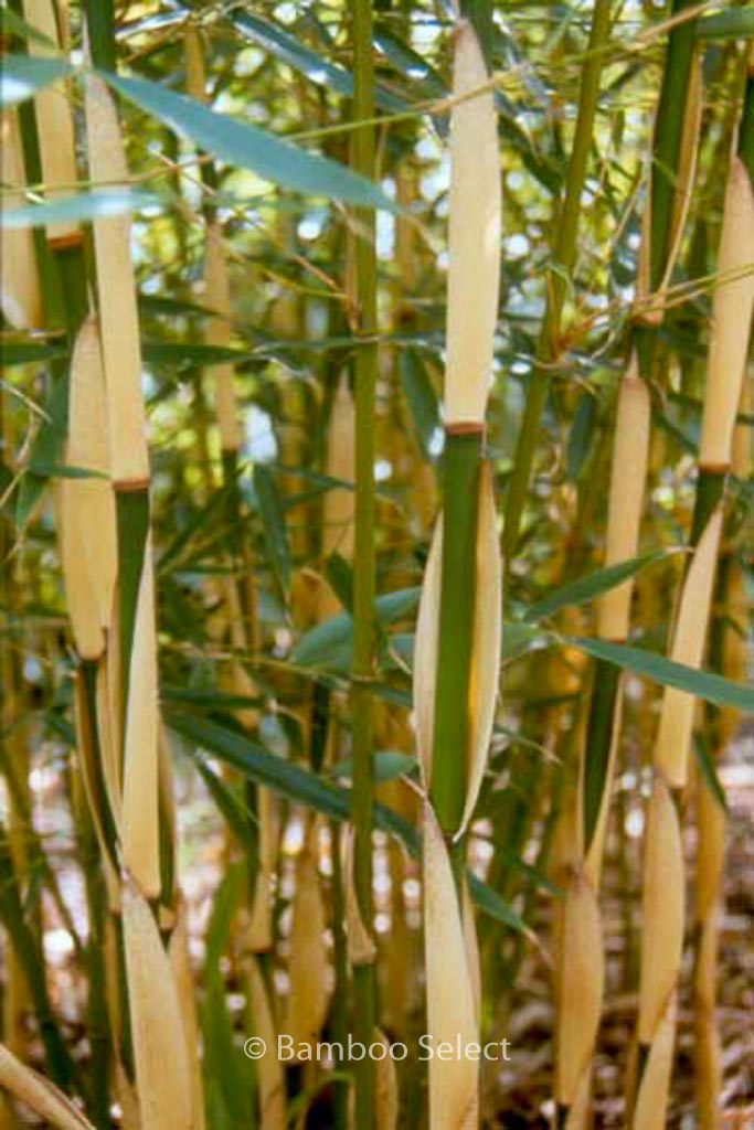 Fargesia robusta ‘Pingwu’