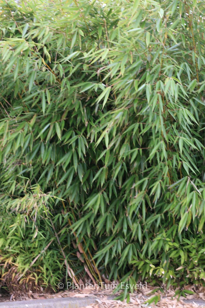 Fargesia robusta ‘Wolong’