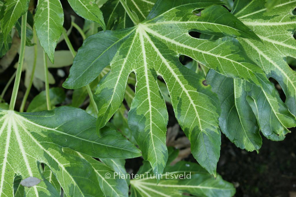 Fatsia japonica ‘Variegata’