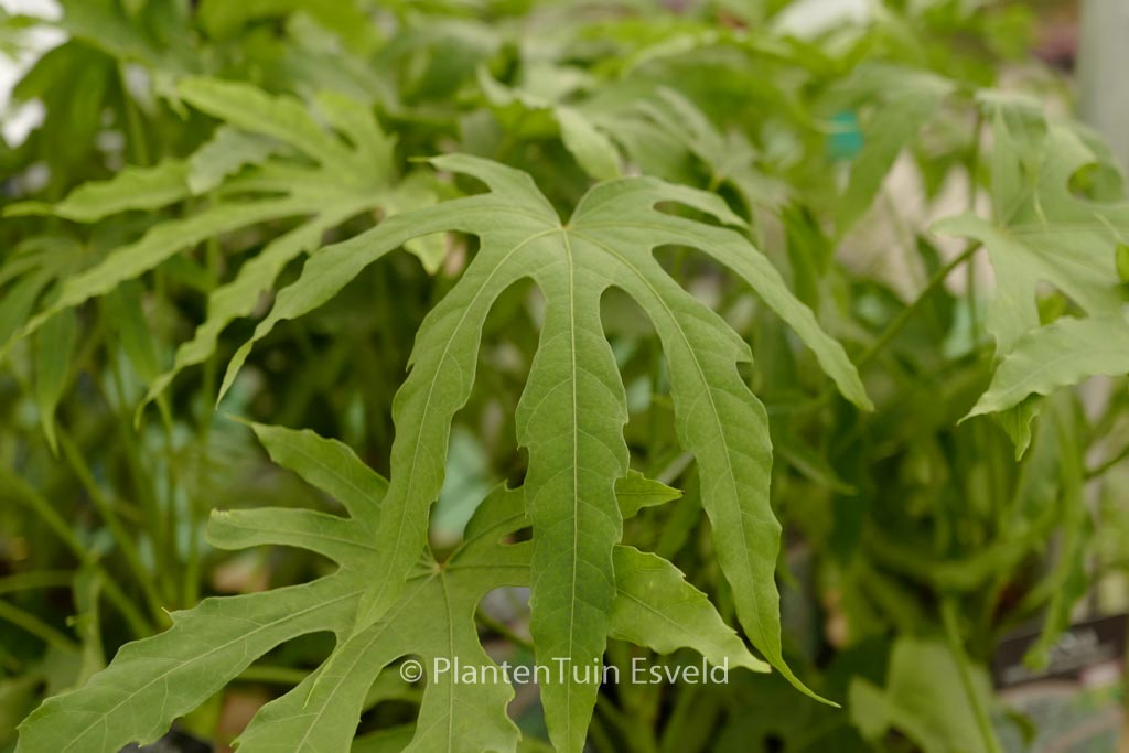 Fatsia polycarpa ‘Green Fingers’