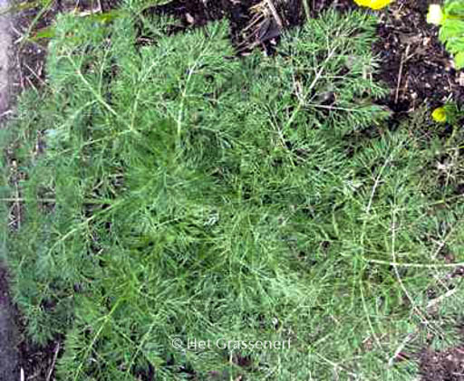 Ferula communis ssp. glauca