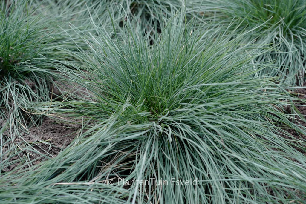 Festuca glauca ‘Elijah Blue’