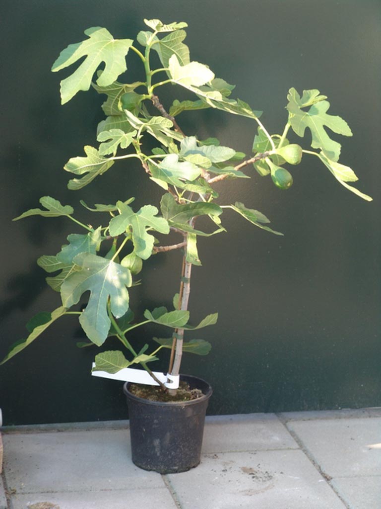 Ficus carica ‘Bornholms Diamant’