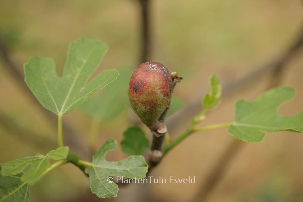 Ficus carica ‘Brown Turkey’