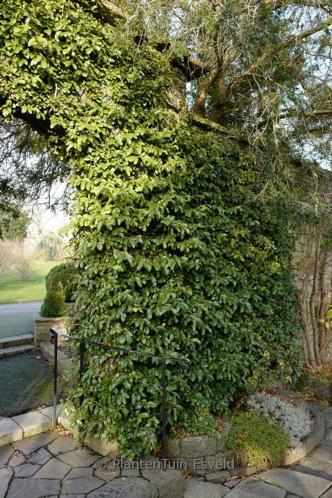 Ficus carica x pumila