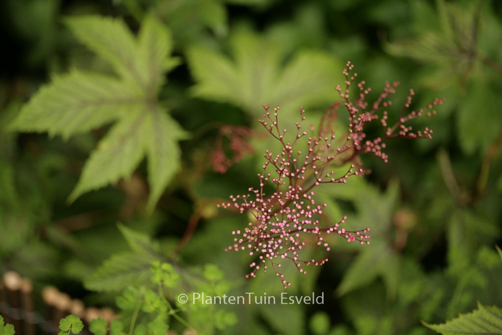 Filipendula ‘Red Umbrellas’