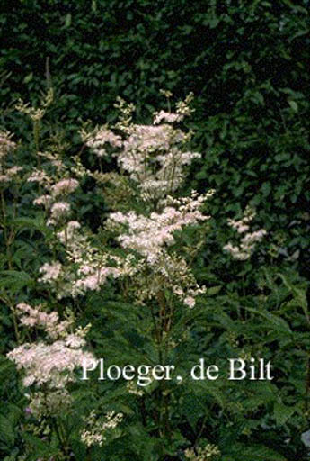 Filipendula purpurea ‘Elegans’