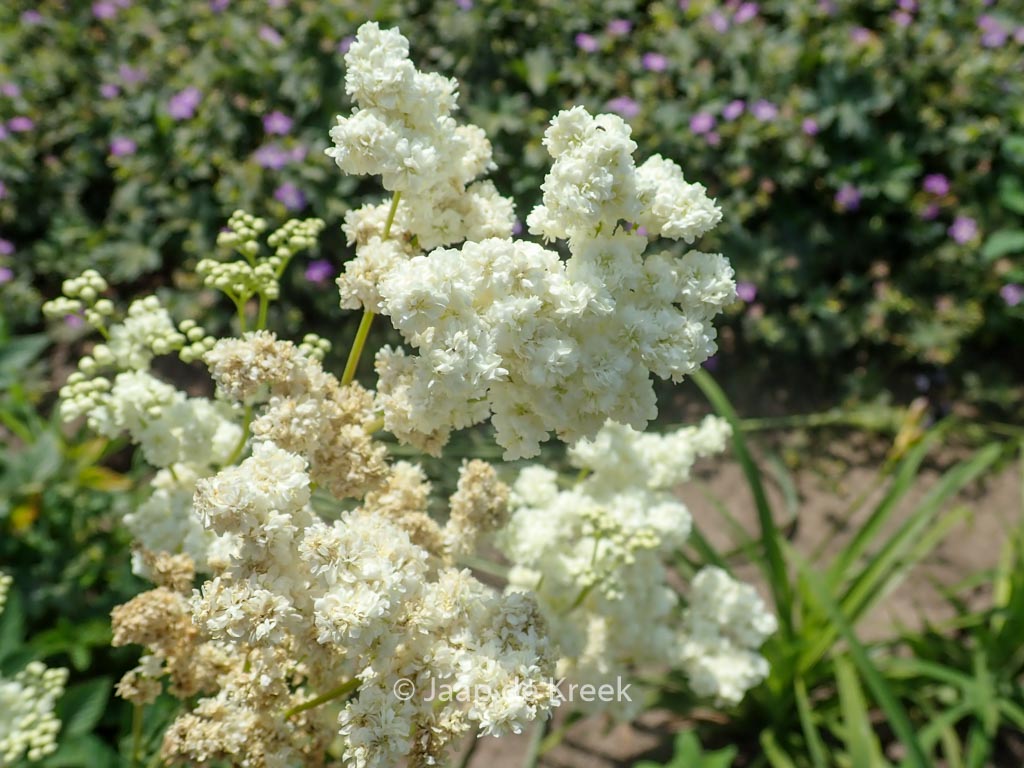 Filipendula ulmaria ‘Plena’