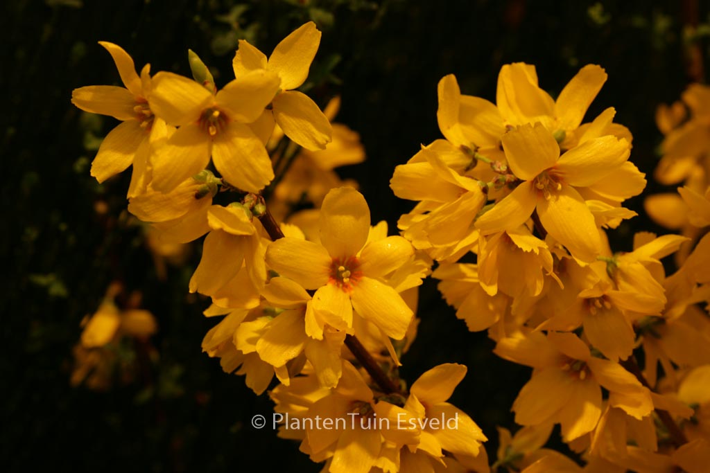 Forsythia intermedia ‘Goldrausch’