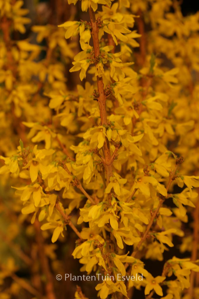 Forsythia intermedia ‘Minfor6’ (MIKADOR)