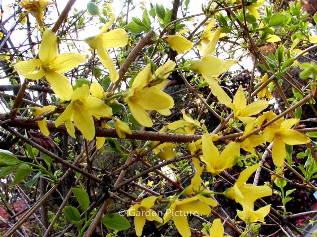 Forsythia suspensa