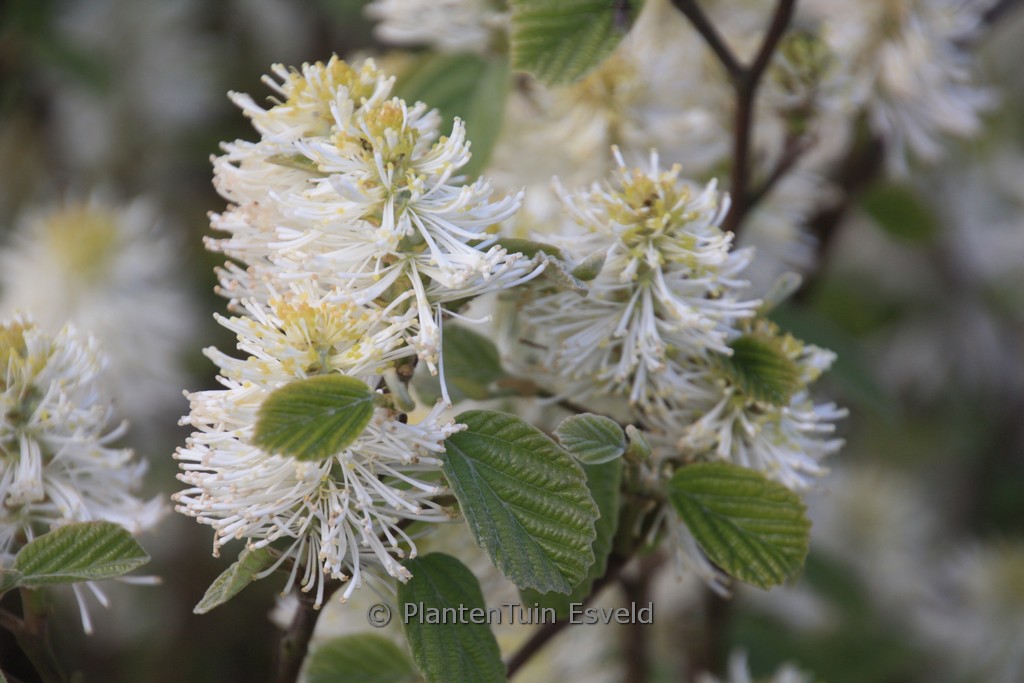 Fothergilla intermedia ‘Blue Shadow’