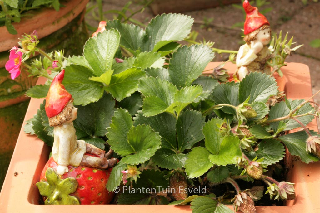 Fragaria ananassa