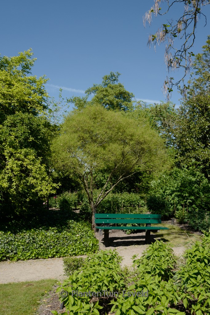 Frangula alnus ‘Aspleniifolia’