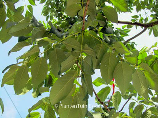 Fraxinus americana ‘Autumn Applause’