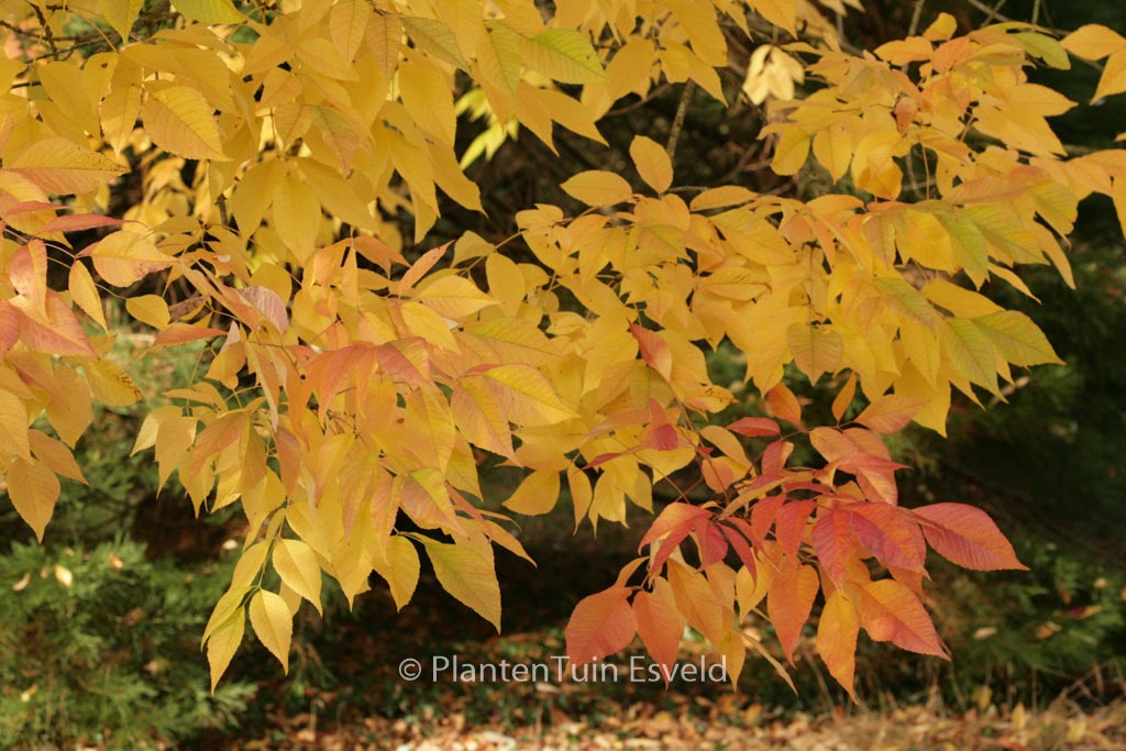 Fraxinus americana ‘Autumn Purple’
