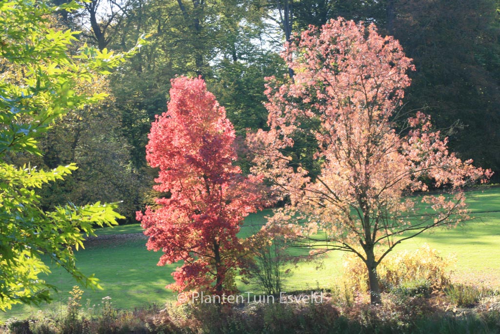 Fraxinus angustifolia ‘Raywood’