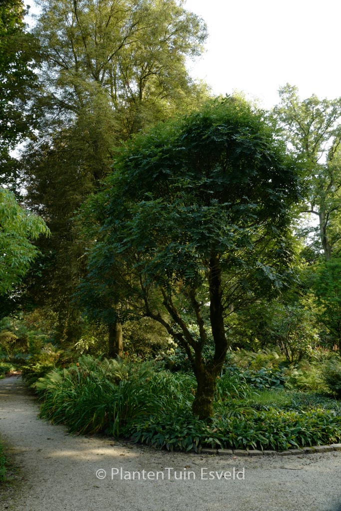 Fraxinus excelsior ‘Nana’