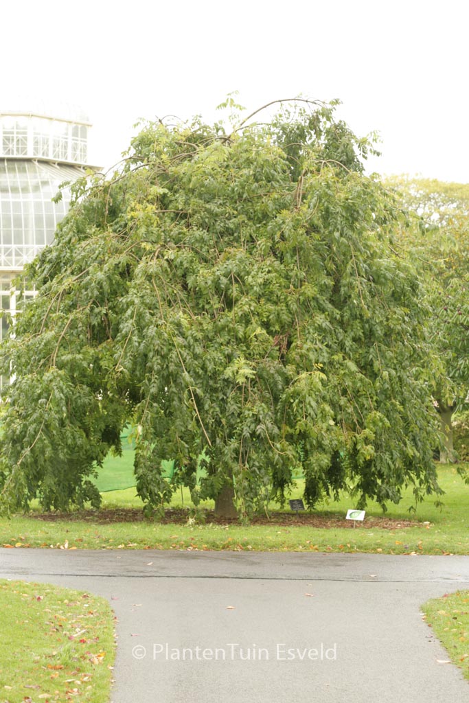 Fraxinus excelsior ‘Pendula’
