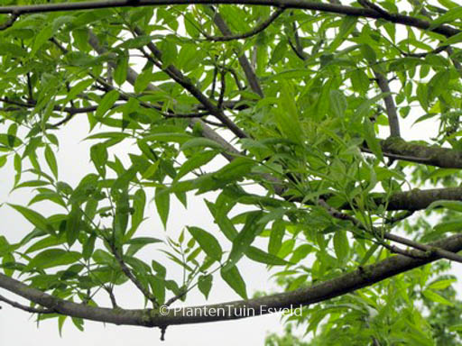 Fraxinus pennsylvanica ‘Summit’
