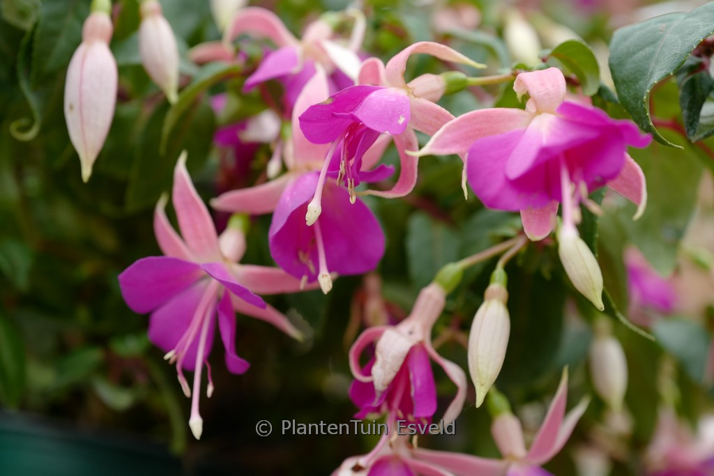 Fuchsia ‘President Leo Boullemier’