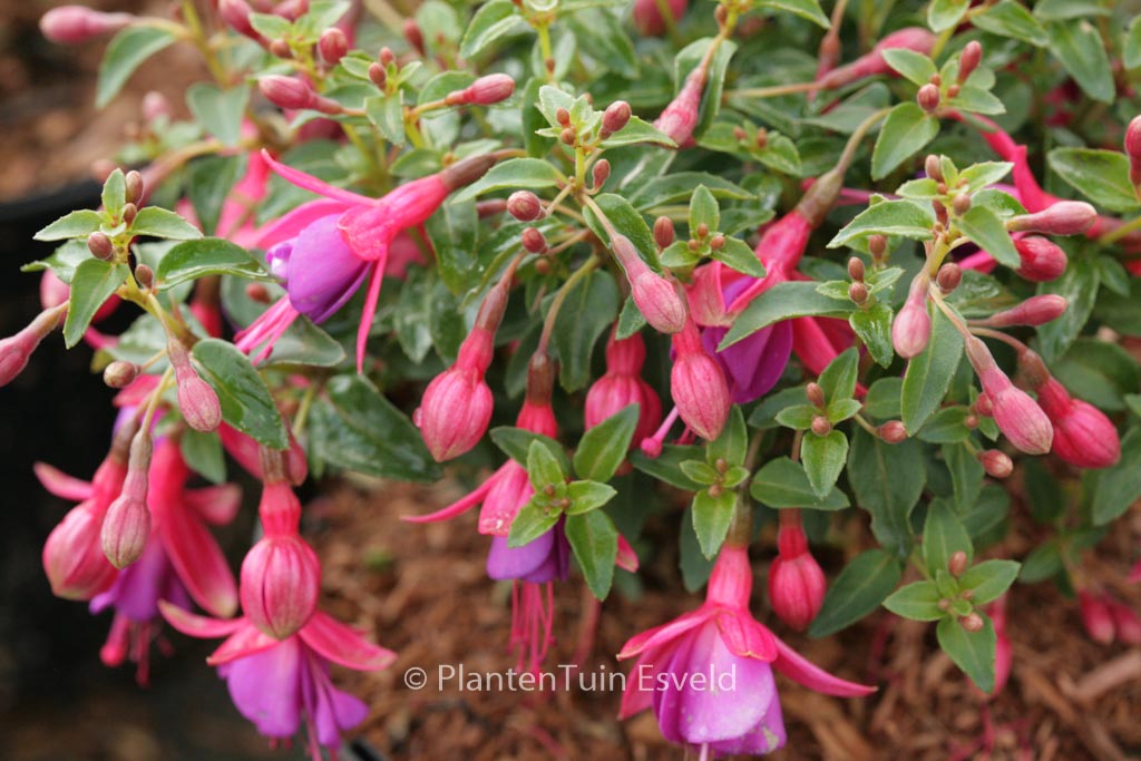 Fuchsia ‘Tom Thumb’