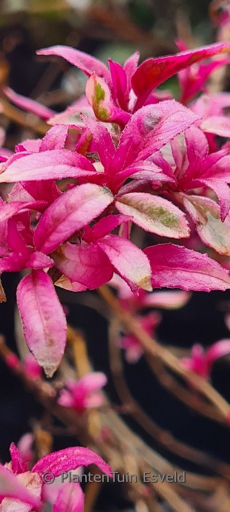 Fuchsia ‘Tom West’