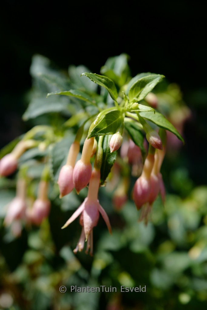 Fuchsia ‘Whiteknight’s Blush’