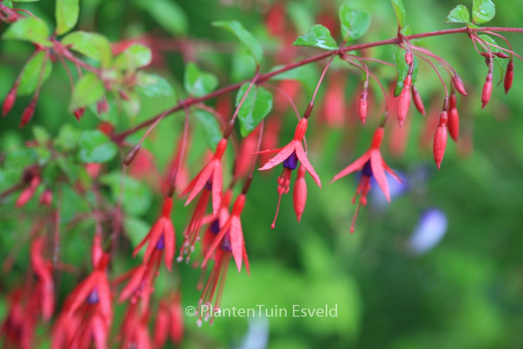 Fuchsia magellanica ‘Gracilis’
