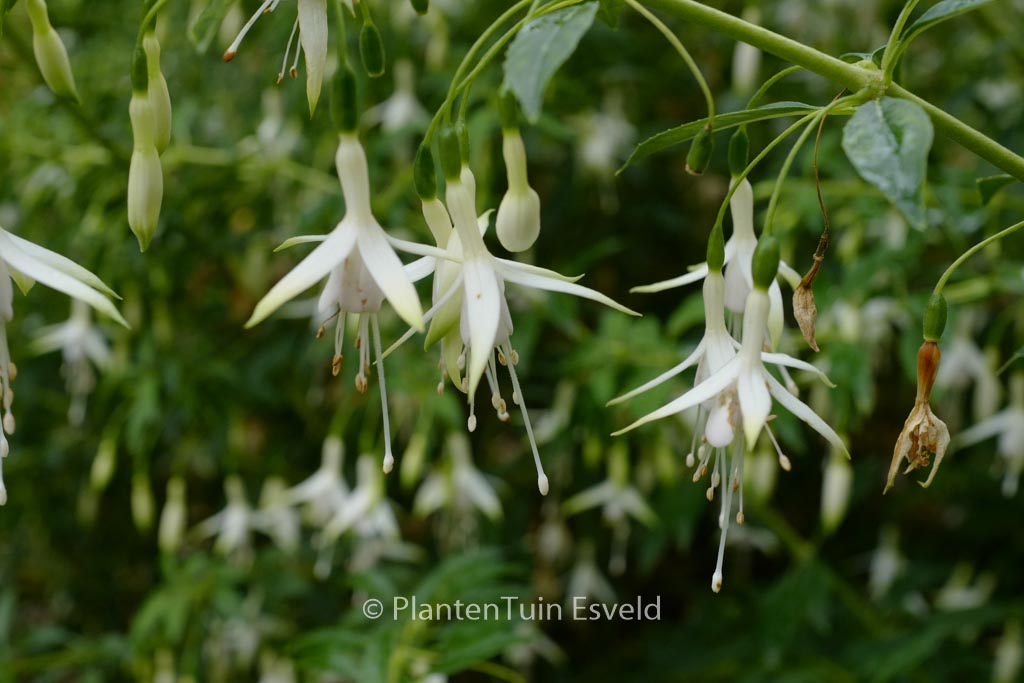Fuchsia magellanica ‘Hawkshead’