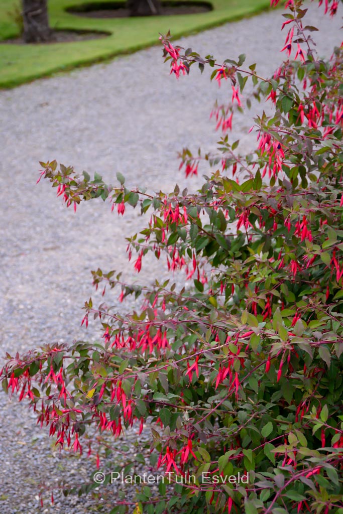 Fuchsia magellanica ‘Versicolor’