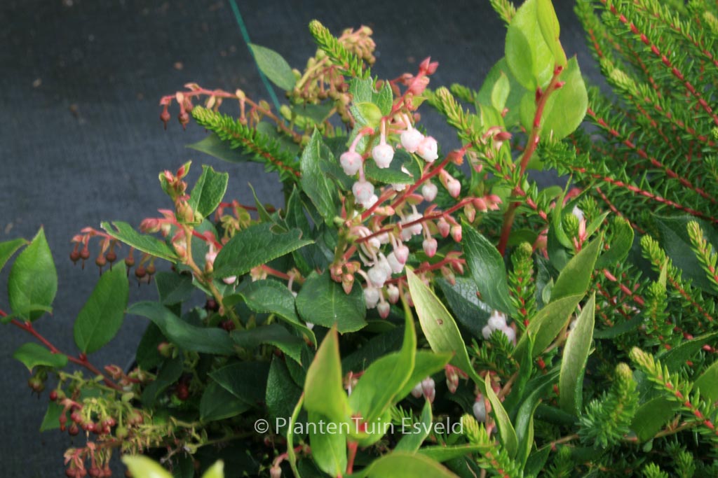 Gaultheria ‘Aalshorst’