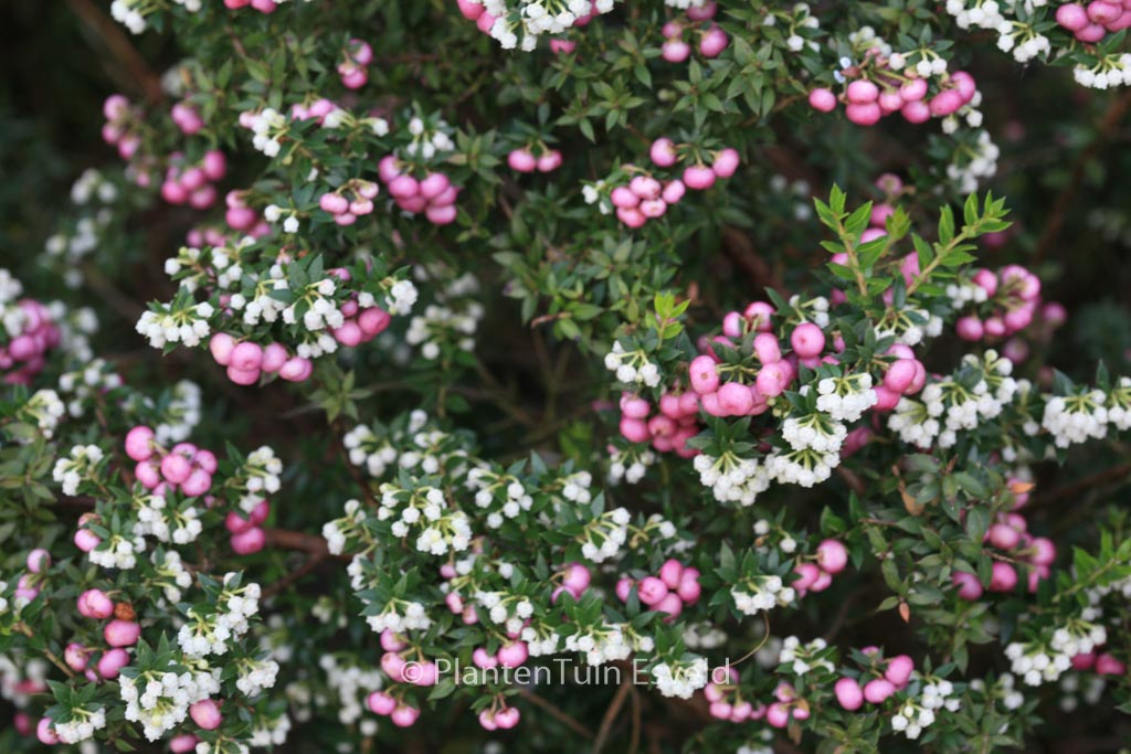 Gaultheria mucronata ‘Stag River’
