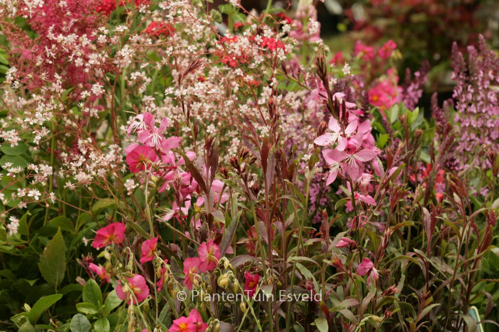 Gaura lindheimeri ‘Geyser Pink’