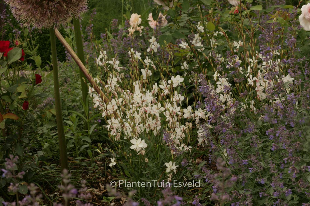 Gaura lindheimeri ‘Geyser White’