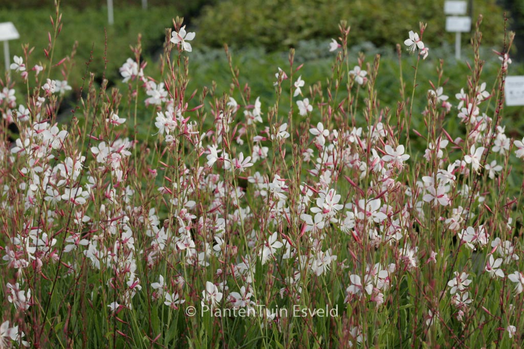 Gaura lindheimeri ‘Short Form’