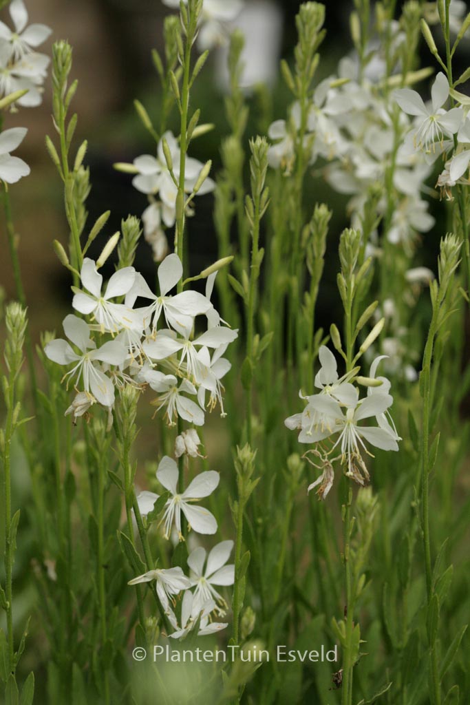 Gaura lindheimeri ‘Snowbird’