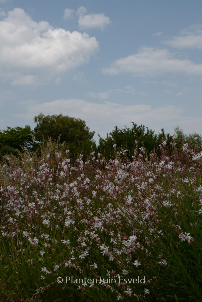 Gaura lindheimeri