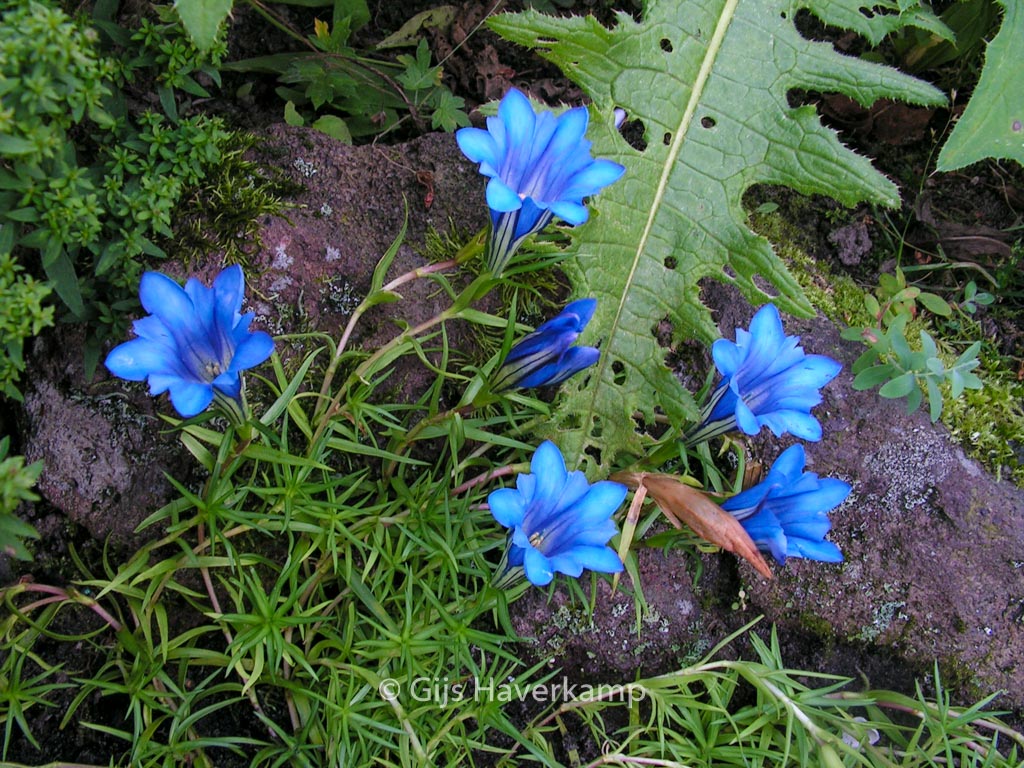 Gentiana sino-ornata