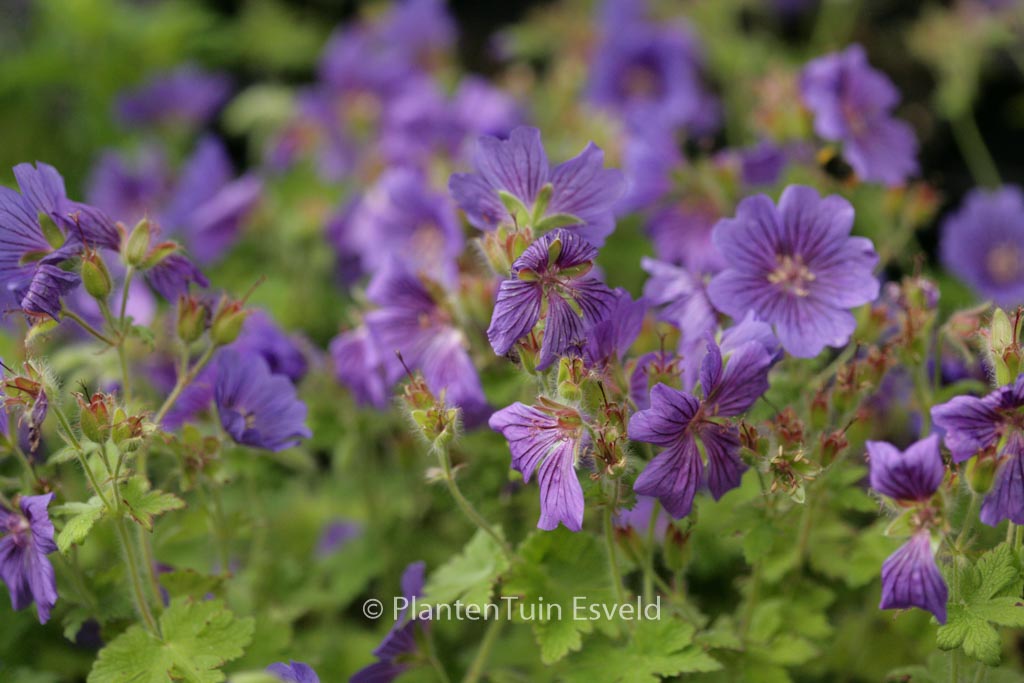 Geranium ‘Alan Mayes’